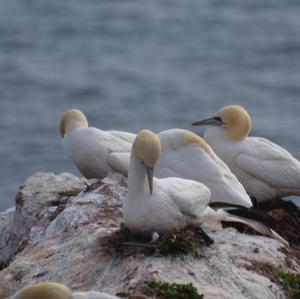 Northern Gannet