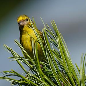 European Serin