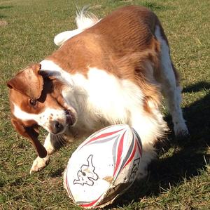 Spaniel (Welsh Springer)