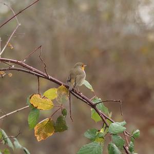 European Robin