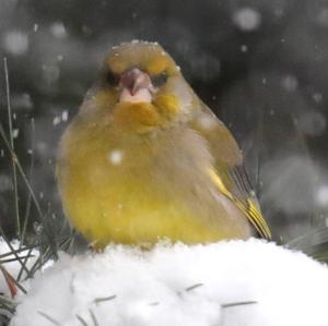 European Greenfinch