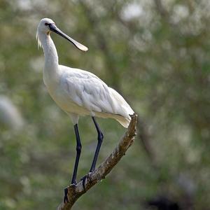 Eurasian Spoonbill