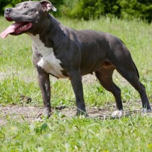 American Staffordshire Terrier