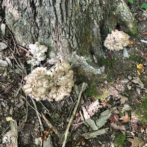 Hen-of-the-Woods