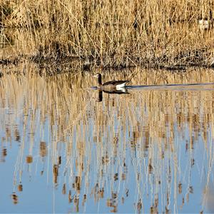 Greylag Goose