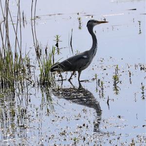 Grey Heron