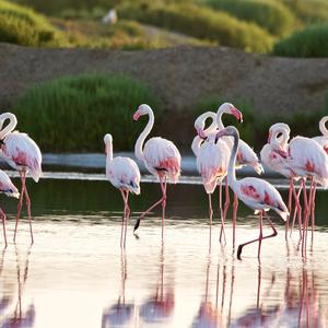 Greater Flamingo