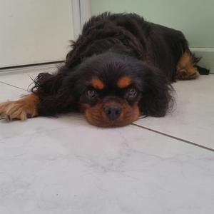 Cavalier King Charles Spaniel