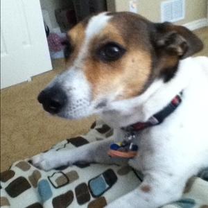 Unknown Breed