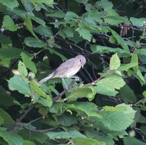 Garden Warbler