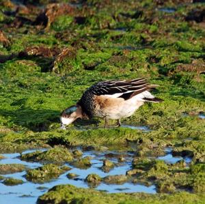 Chiloe Wigeon