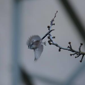 Long-tailed Tit