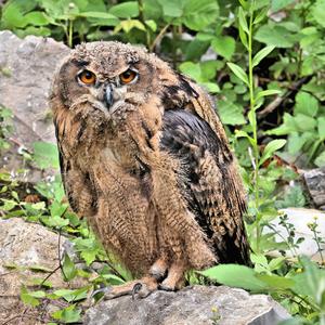 Eurasian Eagle-owl