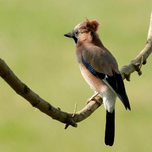 Eurasian Jay