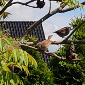 Hedge Accentor