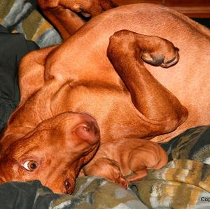 Vizsla