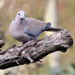 Eurasian Collared-dove