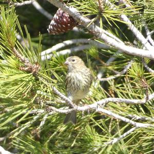 European Serin