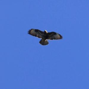 Common Buzzard