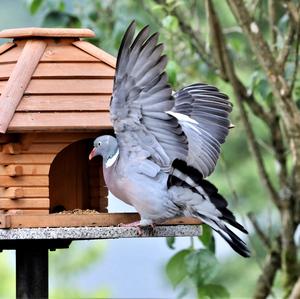 Common Wood-pigeon