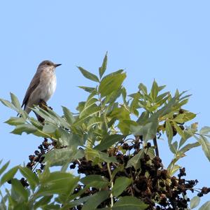 Spotted Flycatcher