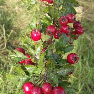 Hawthorn (Common)