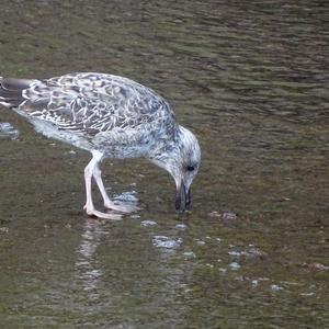 Herring Gull