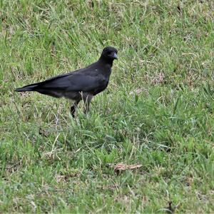 Carrion Crow