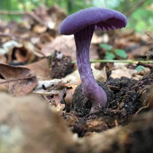 Amethyst Deceiver