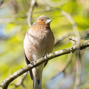 Eurasian Chaffinch