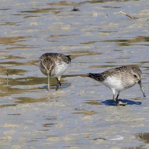 Dunlin