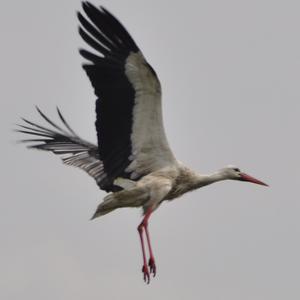 White Stork