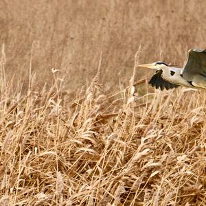 Grey Heron