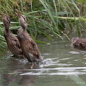 Mallard