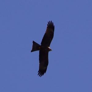 Black Kite