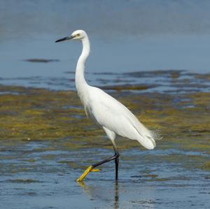 Little Egret