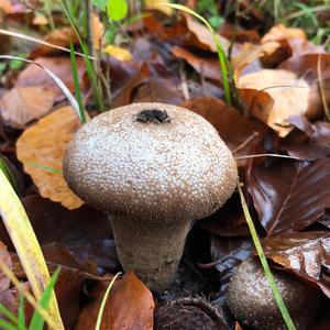 Gem-studded Puffball