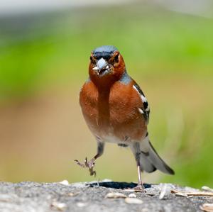 Eurasian Chaffinch