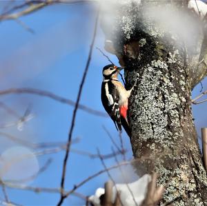 Great Spotted Woodpecker