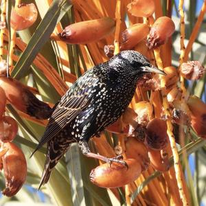 Common Starling