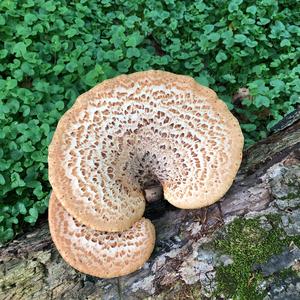 Dryad`s Saddle