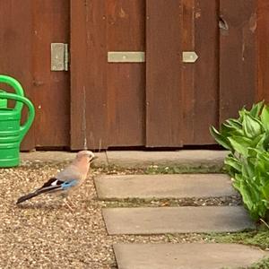 Eurasian Jay