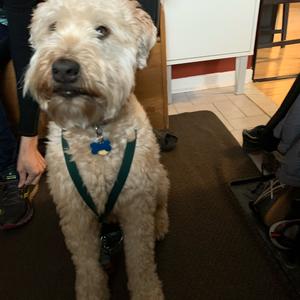 Soft Coated Wheaten Terrier