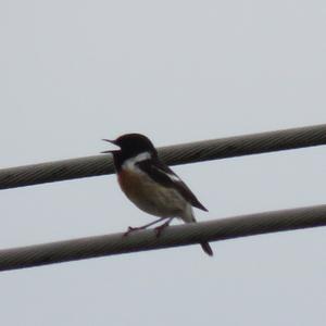 European stonechat