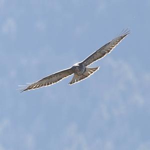 Common Buzzard