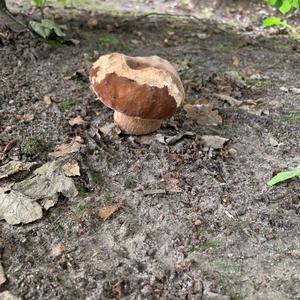 Summer Bolete