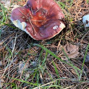 Bare-toothed Russula