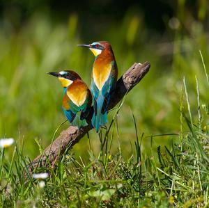 European Bee-eater