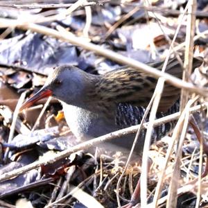 Water Rail