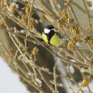 Great Tit